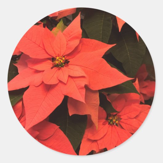 Rode Kerstmis met Poinsettia Envelope zegels (Voorkant)
