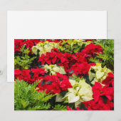 Rode Kerstster Poinsettia Feestdagenkaart (Voorkant / Achterkant)