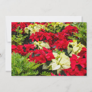 Rode Kerstster Poinsettia Feestdagenkaart