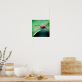 Rode Kever Insect Dichtbij Poster (Keuken)