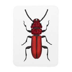 Rode kever magneet