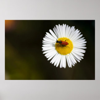 Rode Kever op Witte Madelief Macro Poster