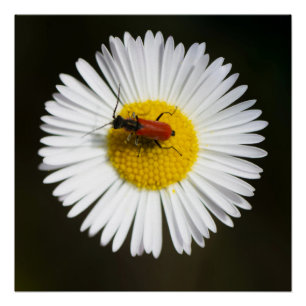 Rode Kever op Witte Madelief Macro Poster