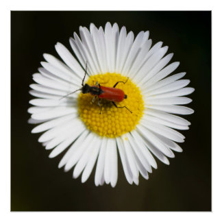 Rode Kever op Witte Madelief Macro Poster