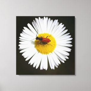Rode Kever op Witte Madelief Macro Poster Canvas Afdruk