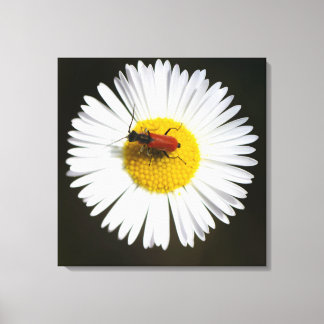 Rode Kever op Witte Madelief Macro Poster Canvas Afdruk