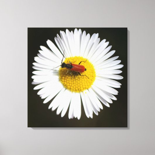 Rode Kever op Witte Madelief Macro Poster Canvas Afdruk (Voorkant)