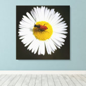 Rode Kever op Witte Madelief Macro Poster Canvas Afdruk (Insitu (Houten vloer))