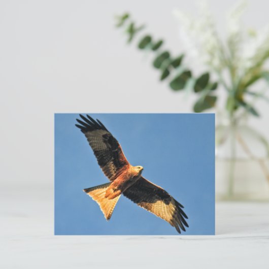 Rode kietenvogel van Prey Briefkaart (Staand voorkant)