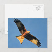 Rode kietenvogel van Prey Briefkaart (Voorkant / Achterkant)
