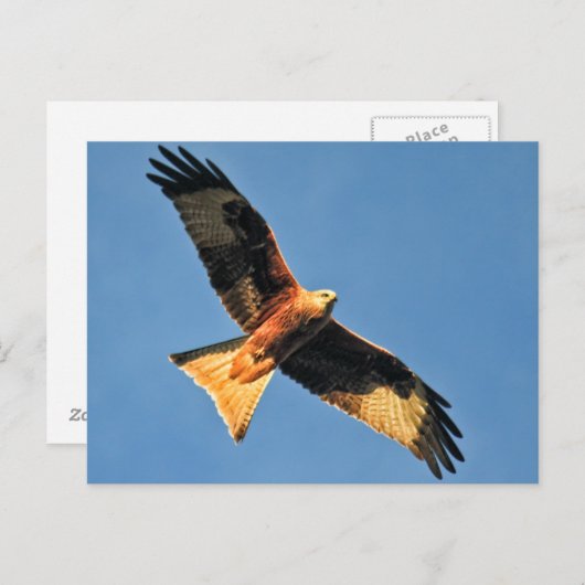 Rode kietenvogel van Prey Briefkaart (Voorkant / Achterkant)