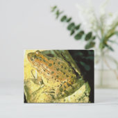 Rode kikker briefkaart (Staand voorkant)