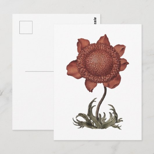 Rode klaproos anemoon bloesem briefkaart (Voorkant / Achterkant)