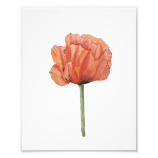 Rode Klaproos Aquarel Botanische Print Foto Afdruk