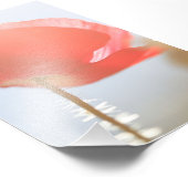 Rode klaproos bloem in de mist foto afdruk (Hoek)