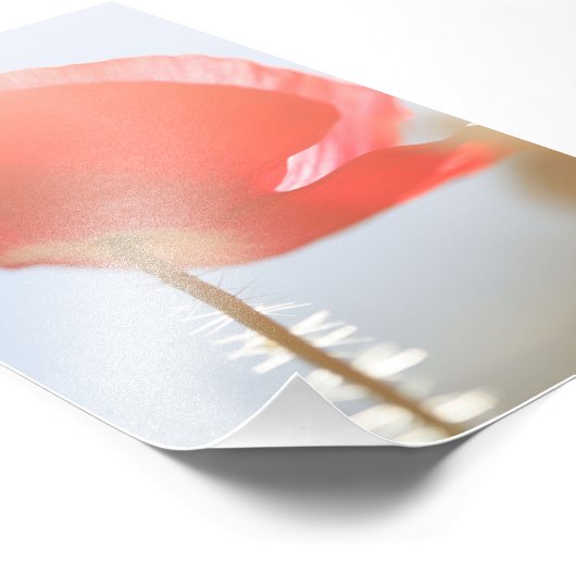 Rode klaproos bloem in de mist foto afdruk (Hoek)