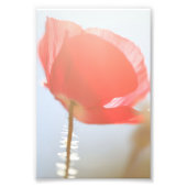 Rode klaproos bloem in de mist foto afdruk (Voorkant)