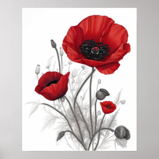 Rode klaproos bloemen poster (Voorkant)