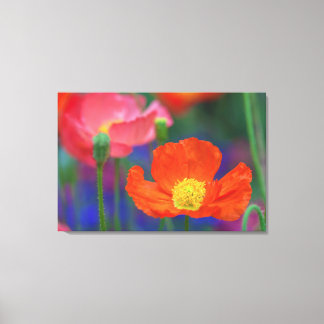 Rode Klaproos Canvas Afdruk
