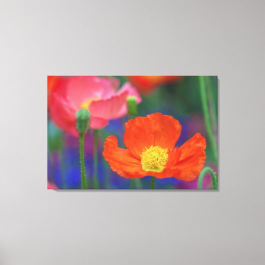 Rode Klaproos Canvas Afdruk (Voorkant)
