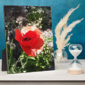 Rode klaproos fotoplaat (Zijkant)