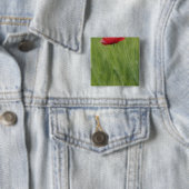 Rode klaproos onder tarwegewas, Toscane, Vierkante Button 5,1 Cm (In situ)