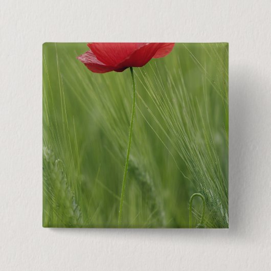 Rode klaproos onder tarwegewas, Toscane, Vierkante Button 5,1 Cm (Voorkant)