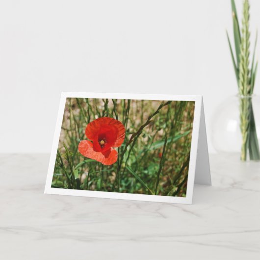 Rode Klaproos Portret Kaart (Voorkant)