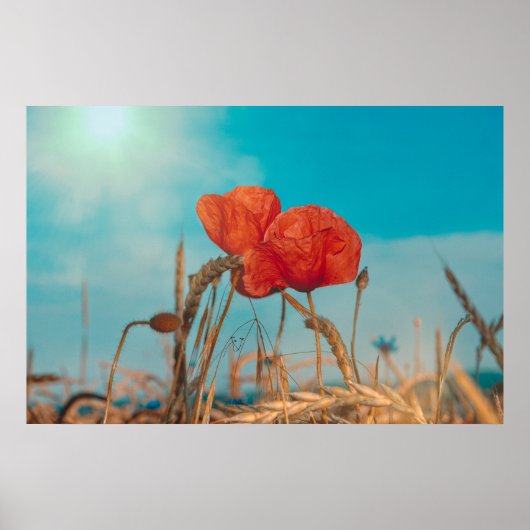 Rode Klaproos  - Poster (Voorkant)