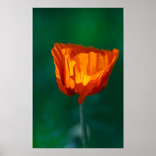 Rode Klaproos Poster (Voorkant)