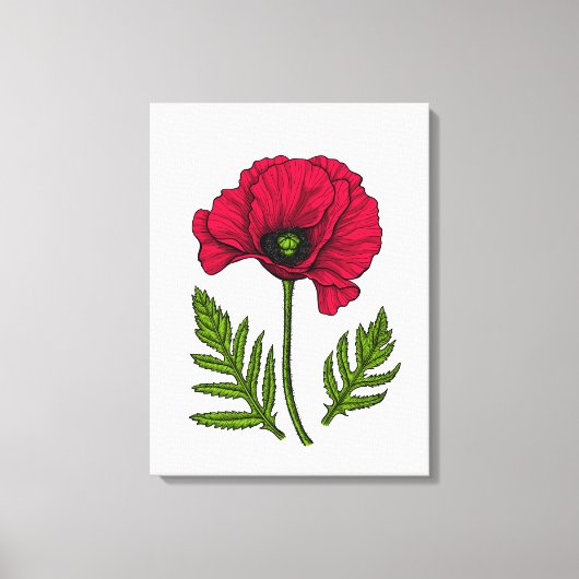 Rode klaproos tekening 3 canvas afdruk (Voorkant)