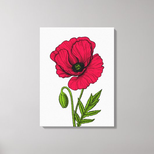 Rode klaproos tekening canvas afdruk (Voorkant)