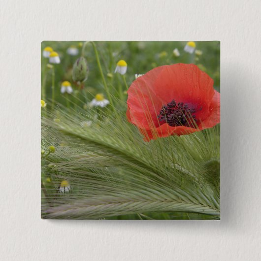 Rode klaproos, Toscane, Italië Vierkante Button 5,1 Cm (Voorkant)