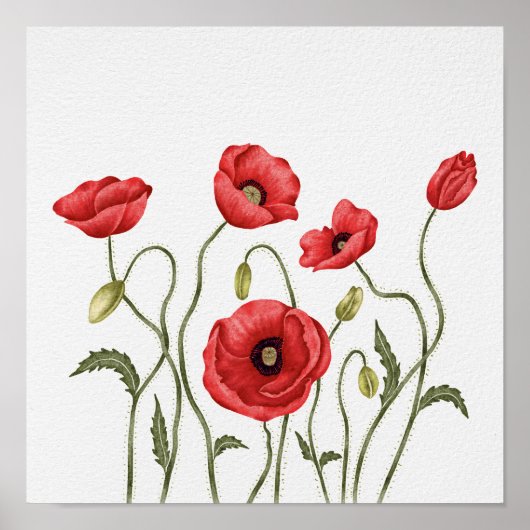 Rode Klaproos Wilde Bloem Botanisch Aquarel Poster (Voorkant)