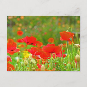 Rode klaprozen bloemen ansichtkaarten Groene zomer Briefkaart