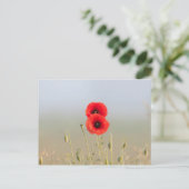 Rode klaprozen in het ochtendlicht briefkaart (Staand voorkant)