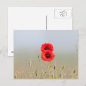 Rode klaprozen in het ochtendlicht briefkaart (Voorkant / Achterkant)