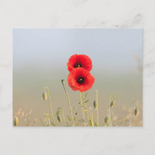 Rode klaprozen in het ochtendlicht briefkaart