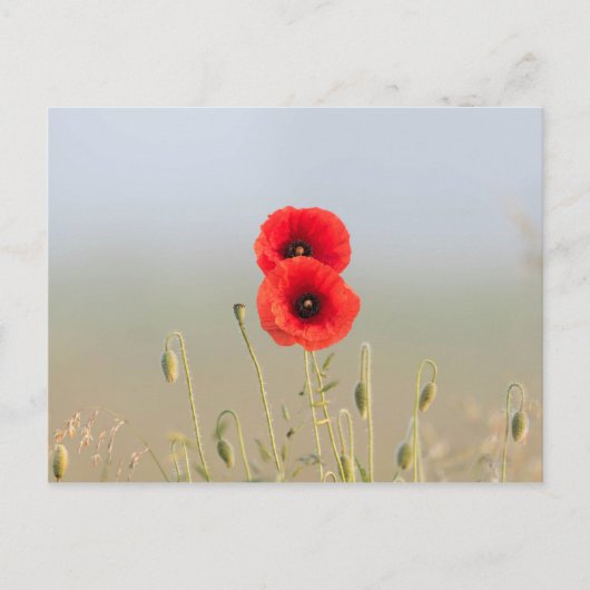 Rode klaprozen in het ochtendlicht briefkaart (Voorkant)