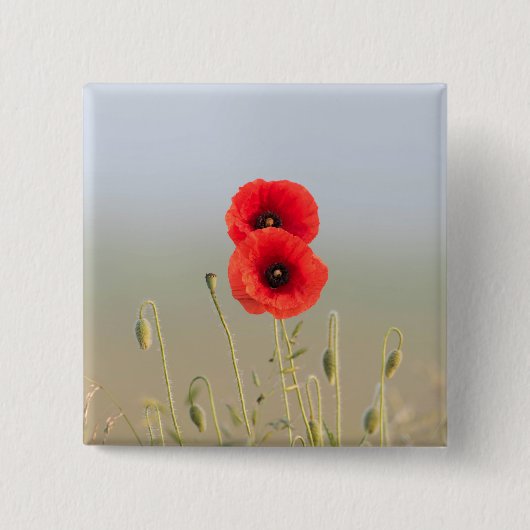 Rode klaprozen in het ochtendlicht vierkante button 5,1 cm (Voorkant)