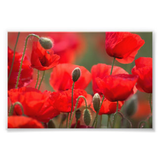 Rode klaprozen – Levendig bloemenfotografieposter Foto Afdruk