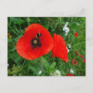 Rode klaprozen met bijen DIY Briefkaart