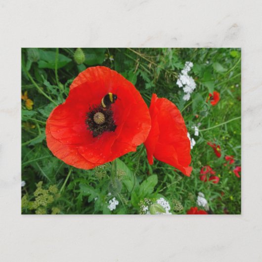 Rode klaprozen met bijen DIY Briefkaart (Voorkant)