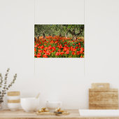 Rode klaprozen onder oude olijfbomen poster (Keuken)