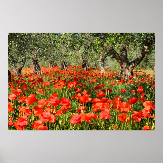 Rode klaprozen onder oude olijfbomen poster (Voorkant)