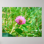 rode klaver poster (Voorkant)