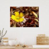 rode klaverbloem poster (Keuken)