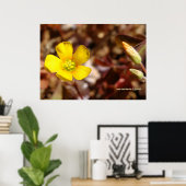 rode klaverbloem poster (Thuiskantoor)