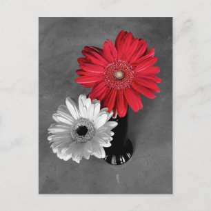 Rode kleurspat Gerber-margriet foto Briefkaart