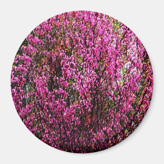 Rode knop bloemen...... magneet (Voorkant)